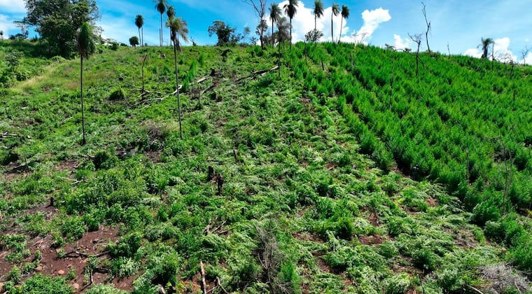 Incursiones en Amambay y Caazapá logran erradicar más de 300.000 kilos de marihuana