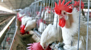 La declaración de emergencia busca reducir el riesgo de propagación a la producción avícola. Foto: Archivo.