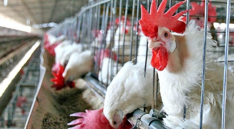La declaración de emergencia busca reducir el riesgo de propagación a la producción avícola. Foto: Archivo.