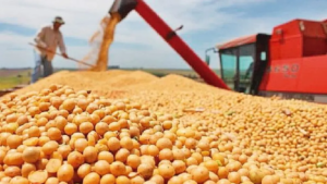 La cosecha de soja 2025/26 podría llegar a los 11 millones de toneladas, según anunció Héctor Cristaldo, de la UGP, aunque llegar a esa meta dependerá mucho del clima. Foto: Archivo ÚH.