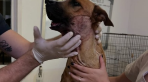 La cirugía fue un éxito, según informaron desde la organización. Foto: Gentileza,