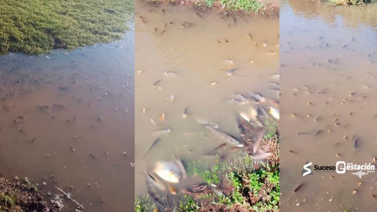 Mortandad masiva de peces enciende alarma en el departamento de Caazapá. - Foto: Fuente Paraguay/ Edición Suceso Multimedios