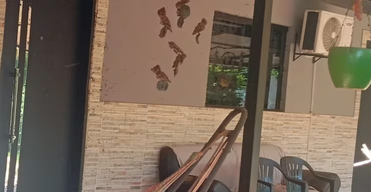 Investigan muerte de una alemana y sus seis perros en Itauguá. Foto: gentileza