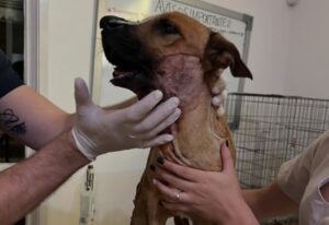 Canela fue sometida a una nueva intervención debido a que la prótesis que le fue colocada se movió, informó en redes sociales la organización Olfateando huellas. Foto: Gentileza