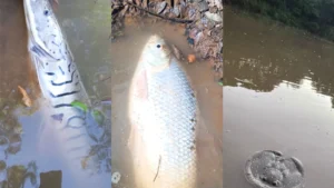 Pobladores de Caazapá y Fulgencio Yegros denuncian la mortandad de peces en el río Pirapó.Foto: Gentileza.