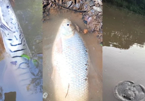 Pobladores de Caazapá y Fulgencio Yegros denuncian la mortandad de peces en el río Pirapó.Foto: Gentileza.