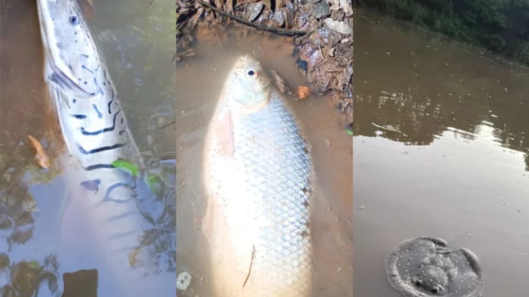 Pobladores de Caazapá y Fulgencio Yegros denuncian la mortandad de peces en el río Pirapó.Foto: Gentileza.