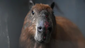 Se observan heridas en el hocico de un capibara (hydrochoerus hydrochaeris) bajo cuidado en el Centro de Recuperación de Fauna Silvestre de la Universidad Estacio de Sá, en el barrio Vargem Pequena, en la zona suroeste de Río de Janeiro, Brasil, el 23 de marzo de 2026.Foto: Mauro Pimentel (AFP).