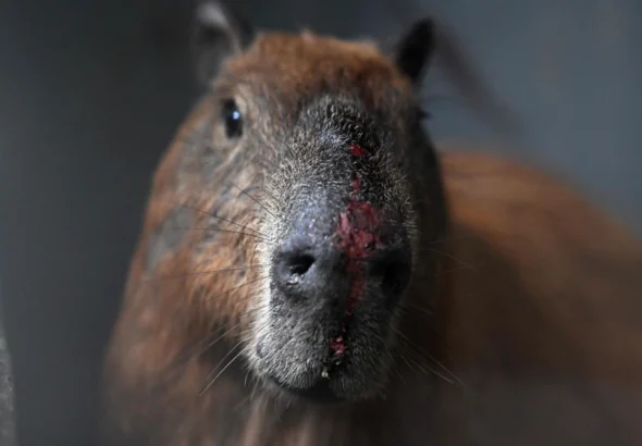 Se observan heridas en el hocico de un capibara (hydrochoerus hydrochaeris) bajo cuidado en el Centro de Recuperación de Fauna Silvestre de la Universidad Estacio de Sá, en el barrio Vargem Pequena, en la zona suroeste de Río de Janeiro, Brasil, el 23 de marzo de 2026.Foto: Mauro Pimentel (AFP).