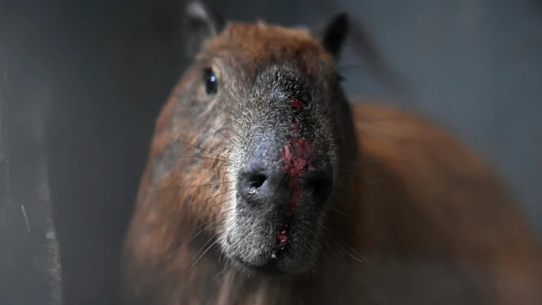 Se observan heridas en el hocico de un capibara (hydrochoerus hydrochaeris) bajo cuidado en el Centro de Recuperación de Fauna Silvestre de la Universidad Estacio de Sá, en el barrio Vargem Pequena, en la zona suroeste de Río de Janeiro, Brasil, el 23 de marzo de 2026.Foto: Mauro Pimentel (AFP).