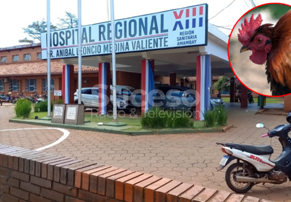 Bebé de 11 meses falleció tras infección y no descartan picoteo de gallo como origen