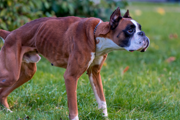 La leishmaniasis animal afecta predominantemente a los perros y uno de los principales síntomas asociados con la infección es la pérdida de peso - Imagen Ilustrativa