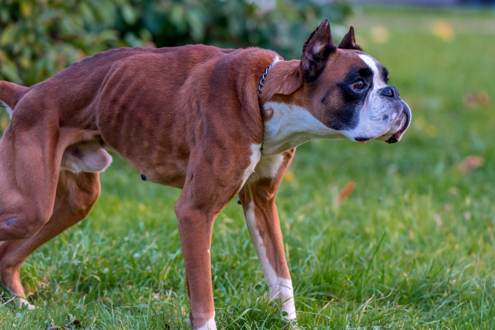 La leishmaniasis animal afecta predominantemente a los perros y uno de los principales síntomas asociados con la infección es la pérdida de peso - Imagen Ilustrativa
