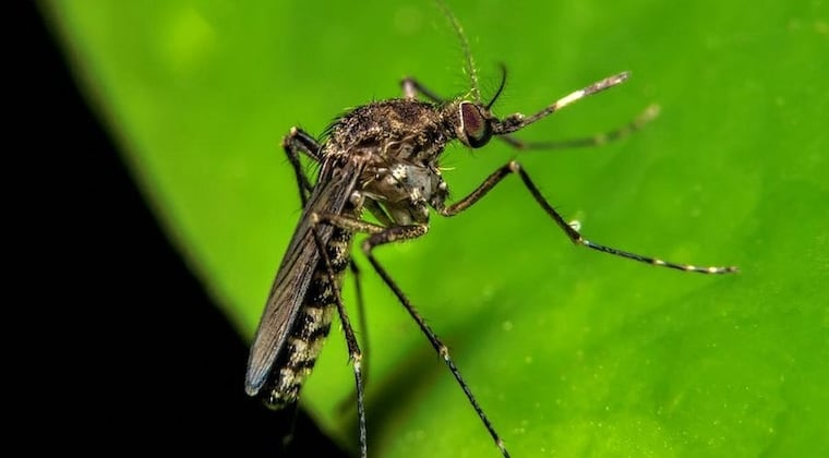 Instan en la eliminación de criaderos de mosquitos. Foto: Ilustrativa.