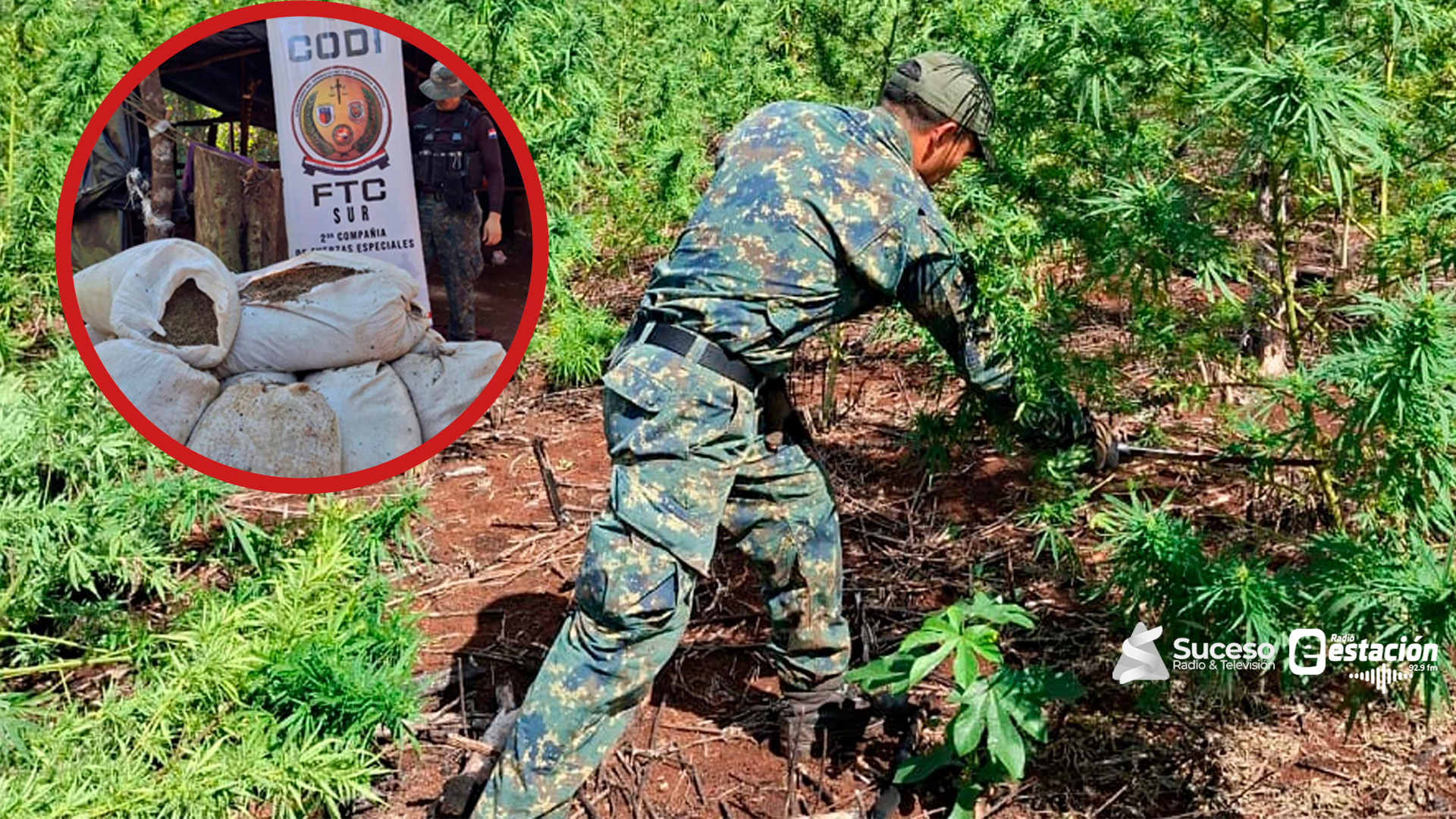 Un importante operativo antidrogas dejó como resultado la destrucción de 39.000 kilogramos de marihuana en el Parque Nacional Caazapá, en el distrito de Tava’i