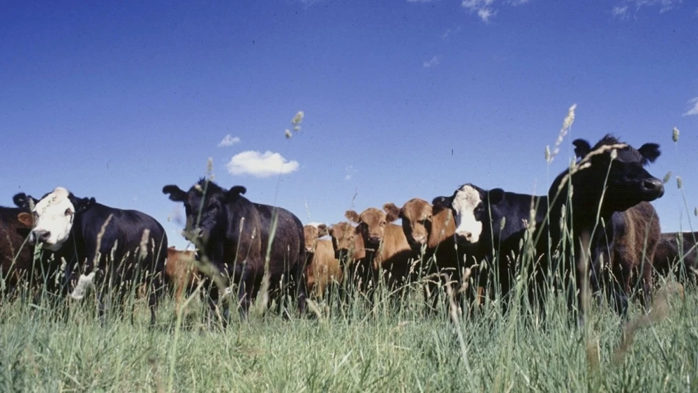 El productor no recibió el ganado vacuno esperado.Foto ilustrativa.
