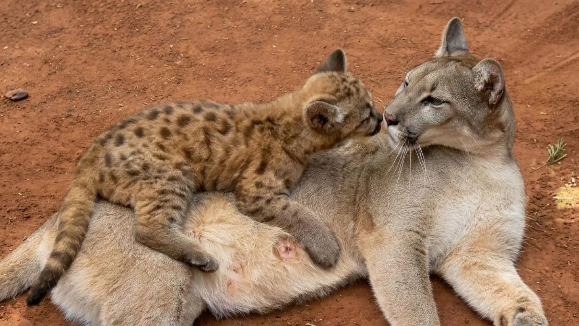 El puma Cola junto a su madre Leo cuando era un cachorro.Foto: Itaipú/Gentileza.