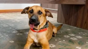 Canelita muestra una gran mejoría.Foto: Gentileza.