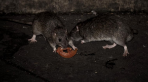 La cepa del virus de hantavirus que circula en Paraguay es la conocida como “Laguna Negra”. Foto: Ilustrativa.