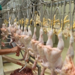 Paraguay exportará carne aviar a EAU.