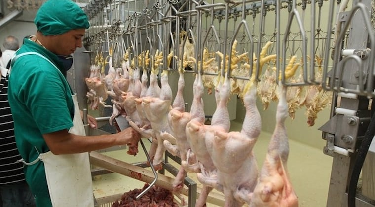 Paraguay exportará carne aviar a EAU.