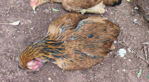Las aves fueron halladas en una propiedad. Foto: Gentileza.