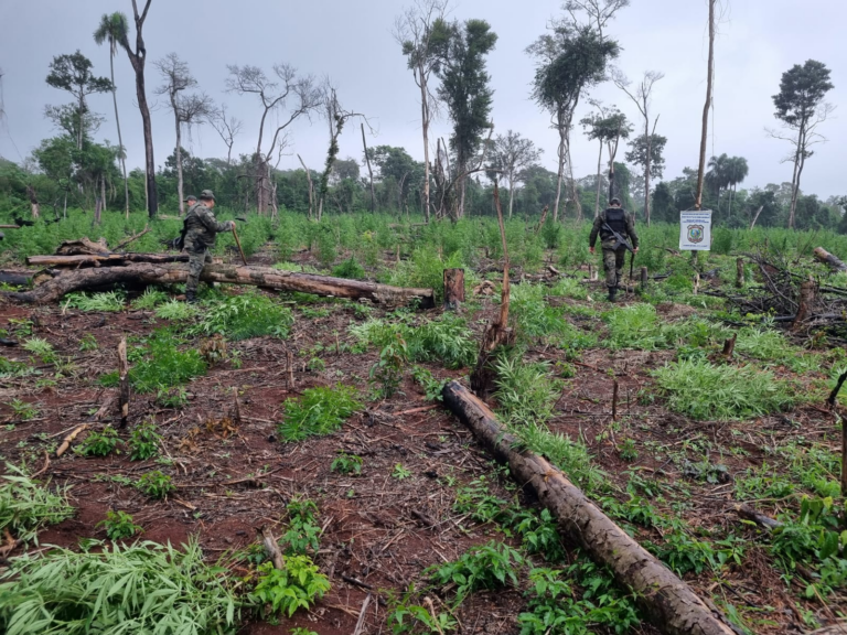 Destruyen seis hectáreas de marihuana y más de 1.700 kilos de droga en el Parque Nacional San Rafael
