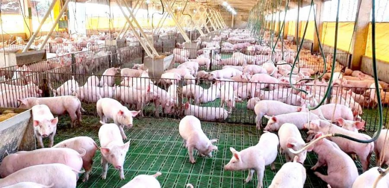 La reducción de precios responde a factores externos que afectan al mercado regional y también repercuten a nivel interno. Foto: Ilustrativa
