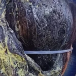La mujer identificada como Andressa Dos Santos López, brasilera 30 años, fue agredida por su pareja Carlos Enrique Sequeira, también brasilero, de 38 años.Foto: Marciano Candia.