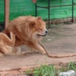 La administración municipal mantiene una política de seguimiento a los casos que involucren vulneración de los derechos de los animalesFoto: Wilson Ferreira.