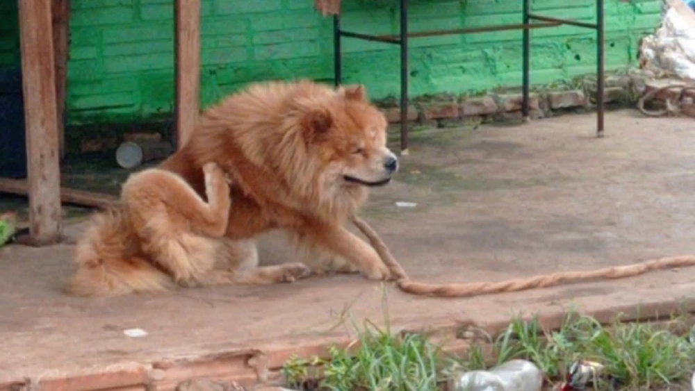 La administración municipal mantiene una política de seguimiento a los casos que involucren vulneración de los derechos de los animalesFoto: Wilson Ferreira.