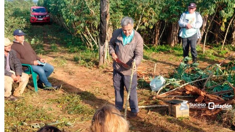 Impulsan capacitación técnica para mejorar la producción de mandioca en Buena Vista