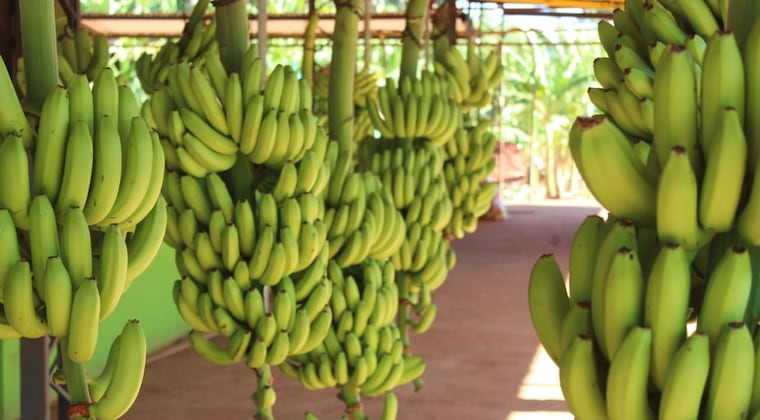 El sector bananero paraguayo es sustento de más de 20.000 familias. Foto: Archivo.