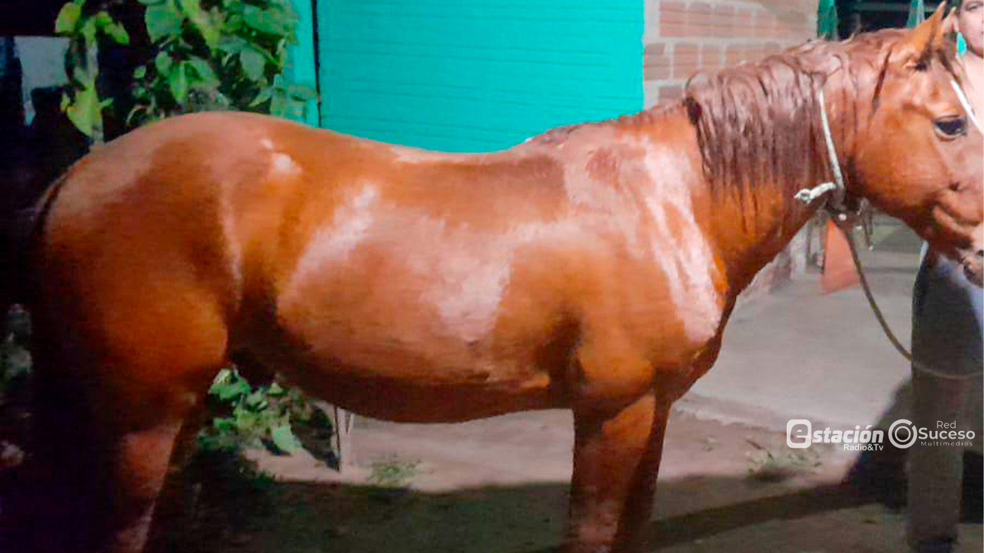 Investigan nuevo caso de abigeato en Caazapá tras el hurto de un bovino y un caballo - Foto: Gentileza