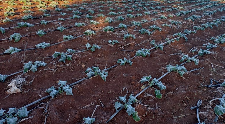 Equipos técnicos están desplegados en todas las regiones productivas con el objetivo de minimizar el impacto de las aguas escarchadas en los campos. Foto: Archivo.
