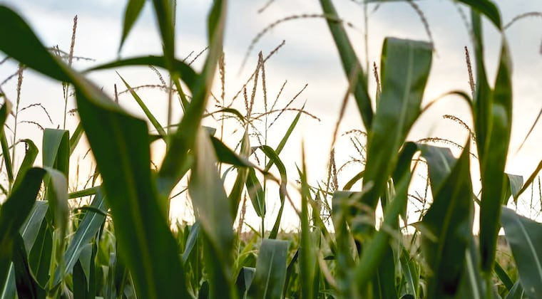 Alertan a productores a proteger los cultivos ante el ingreso de tormentas