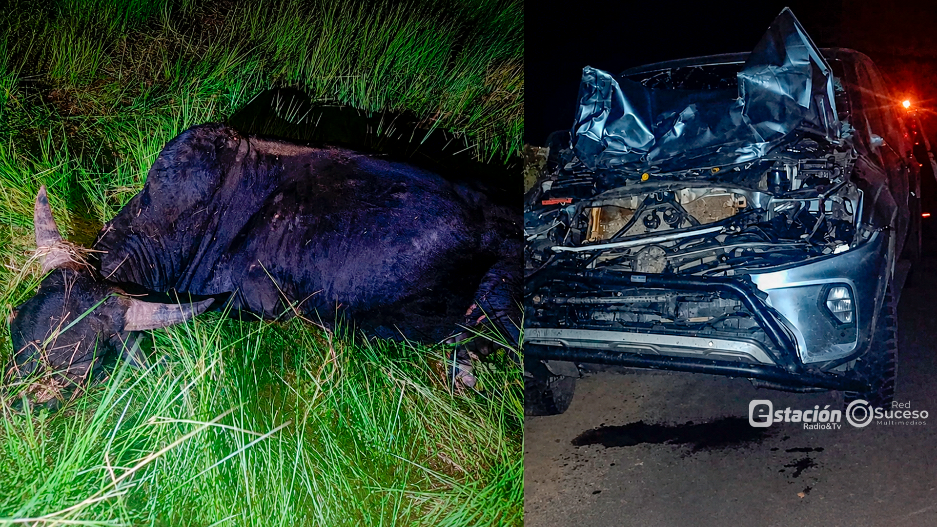 ANIMALES SUELTOS SIGUEN PROVOCANDO ACCIDENTES