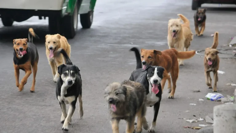 Lanzan campaña para instar el control de animales en situación de calle