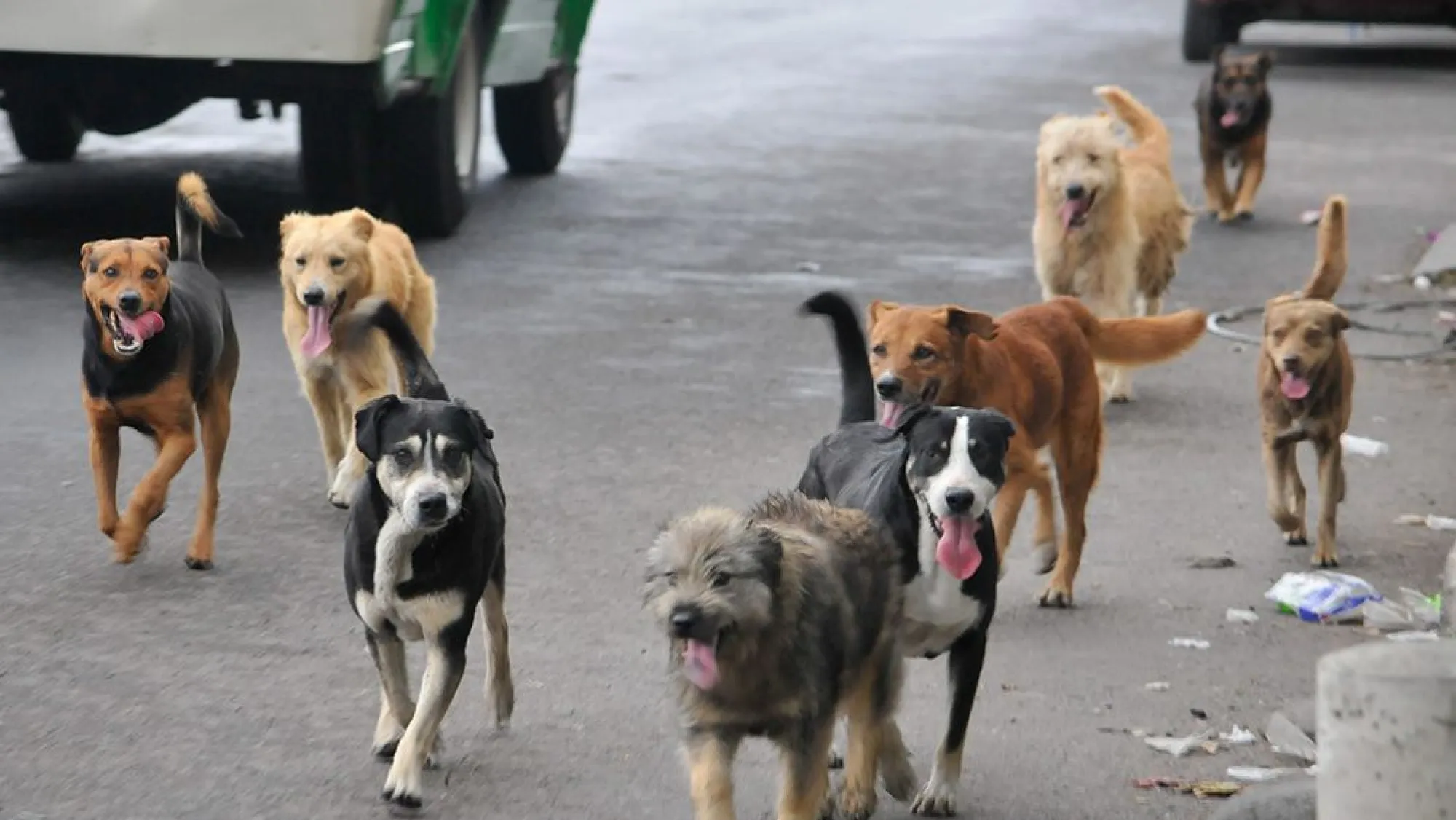 Lanzan campaña para instar el control de animales en situación de calle