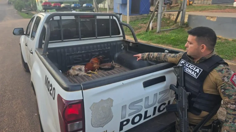¿Gallinas patoteras? “Esposadas” y en la patrullera terminaron aves tras robo