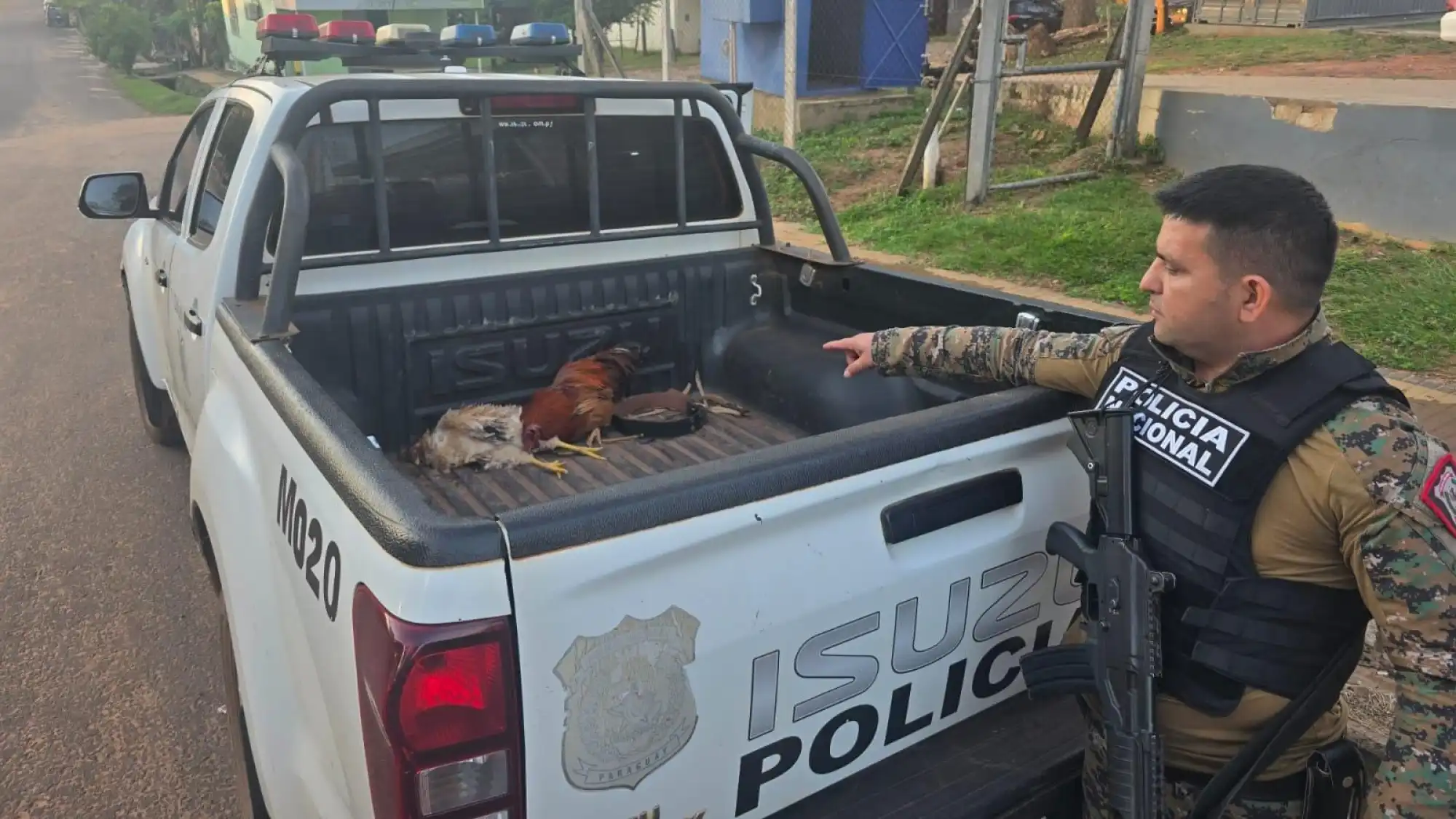 ¿Gallinas patoteras? “Esposadas” y en la patrullera terminaron aves tras robo