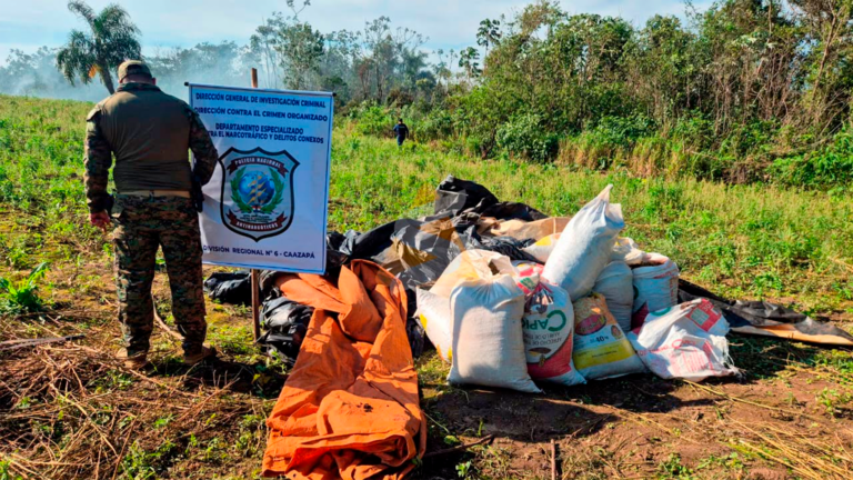 Tava’i: destruyen dos hectáreas de marihuana y más de 450 kilos en etapa de secado