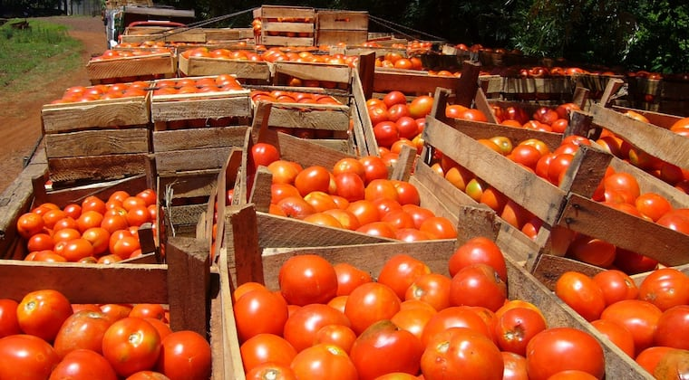 Estiman que por el calor se aceleró la madurez del tomate. Foto: Archivo.
