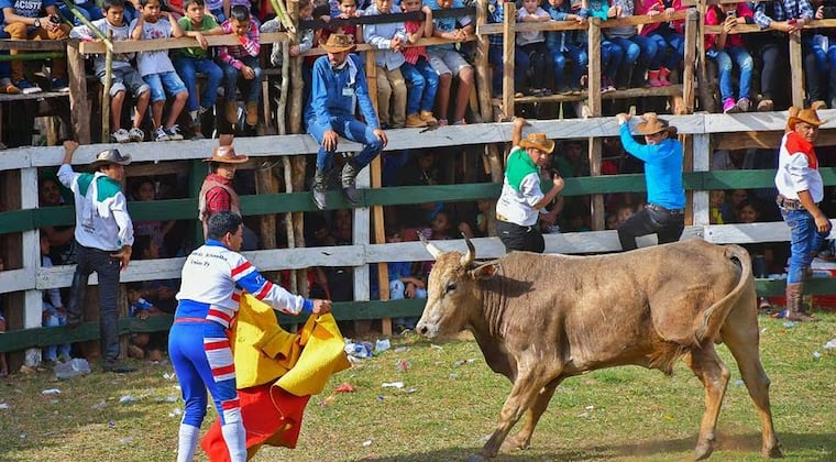 El torín suma respaldo en Diputados para ser patrimonio cultural
