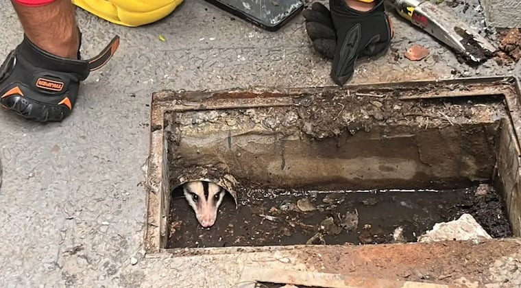 Asunción: rescatan a un mykurẽ y sus dos crías atrapados en una tubería